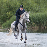 Running horses